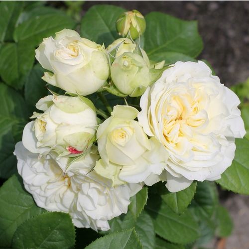 Shop - Rosa Nadine Xella-Ricci™ - gelb - floribundarosen - stark duftend - Dominique Massad - Dank ihren eleganten, cremefarbenen, etwas spitzen Blütenblättern, ähneln sich ihre Blüten etwas der Dahlie.